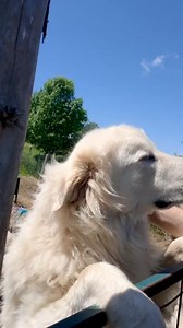 Atka the guardian dog is 18 months old. This is his first lambing as a (young) adult. He is still a puppy at heart though and we can't fully trust him in the lambing pastures (just a little too ram-bunctious). A good job for Atka is taking care of the rams. The boys need protection too, though, they are generally less palatable for the various island predators. The ram flock is the guardian dog equivalent to training wheels. Good boy (just don't lick us in the mouth) ewwweee. | Topsy Farms