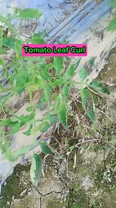 Tomato Leaf Curl Virus sa ating pananim #plantitasakusina #farmlife #farmers #kamatis #provincelife | Plantita sa Kusina