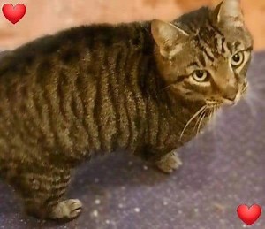 Why is Joe still waiting? It's just not fair, 8 years old, loving & healthy and finds himself homeless. A warm bed, room for a ramble and a bowl of grub, not much to ask for really. 086 2112850 if you can make this boys dream come true. | Munster lost and found pet helpline