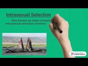 Intersexual vs Intrasexual