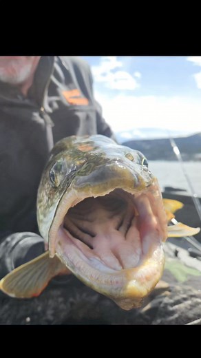 Spring time in the Rockies! #laketroutmafia Scheels Scheels Scheels Outdoors FINS Braids Destination Granby Grand Lake, Colorado Blackfish Gear Clam Outdoors Vexilar LLC Fishing With Bernie | Fishing With Bernie