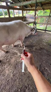 1.3M views · 599 reactions | Injeksi vitamin pada kerbau #Kerbau #vet #toraja #tedong #buffalo #vietnam #kpts #peternakkerbau #saleko #bonga #trâu #ควาย #vet #dokterhewan | Raldy Palullungan | Facebook