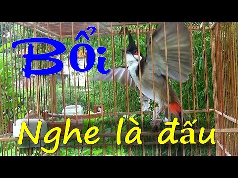 Chào Mào Kích Bổi Lên Lửa, Luyện Chào Mào Mái - Chào Mào Mái Kích Trống Hót Căng Lửa. Chào mào mái