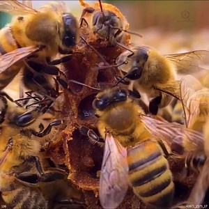 Honey Bee Queen Emerging From Queen Cell #honeybees #bees #beekeeping #beekeeper | The Honeystead