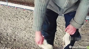 Ohne Betäubung: So brutal wird Kücken das Genick gebrochen