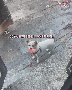 19K views · 65 reactions | What an adorable and clever doggo!  | Bright Side Fun | Facebook