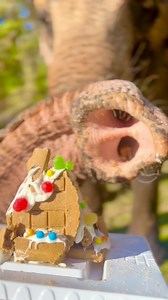 6.5K views · 154 reactions | Our gingerbread house was a hot mess this year but that didn’t stop it from tasting good:) #FreeContactCare #elephanthusbandry #elephant | The Walking Elephant | Facebook