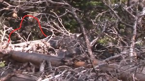 15K views · 355 reactions | Sapphire Mountain Sasquatch Footage | Rocky Mountain Sasquatch Organization | Facebook