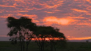 An orange sunset over the plains of africa with acacia tree foreground | Premium Stock Video Footage