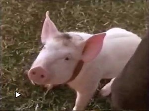 KTRK 13 Houston TX 1998 Babe pt 2