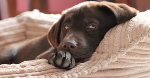 Cómo adoptar un perro labrador