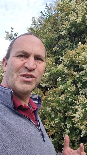 Privet, a fabulous, flowering, native hedge, What's not to love??? #pollinators #hedge #hedges #privet #privethedge #nativeplants | The Irish Gardener