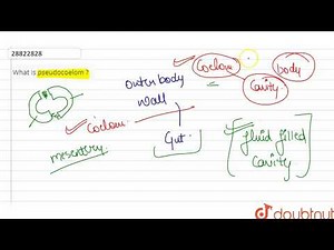 What is pseudocoelom ?