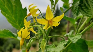 How to Pollinate Tomatoes by Hand to Boost Your Harvest