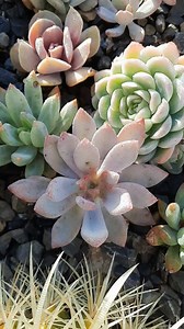 J'adore 💗🌸 #frozen #succulents #nature | DeliSuccus Maria