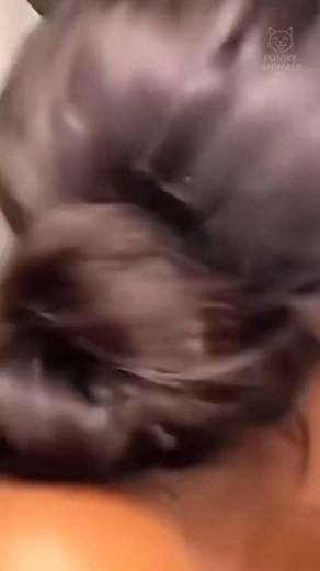 CATS SLAPPING EVERYTHING 😂 | Part 37 #funnycat #funnydog #funnyanimals #funny #pets #animals #cat #funnyvideos😂 #catsoftiktok #cutecat #funnypets #fyp #foryoupage | Funny Animals hub