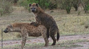 Mating hyenas seperates after corpulation