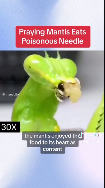 What happens when a praying mantis eats a wasp's poisonous sting? #fyp #foryou #us #insects #viral #animal #wildlife #mantis #wasp