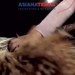 Vietnam Travel 🇻🇳 | 🌾 Dong Thap - a small kingdom in the West 🌻 Rich in historical relics along with cultural features with unique culinary arts values, it has created a picturesque and dreamlike Dong Thap. 🌈 Dong Thap does not have majestic mountains or overwhelming landscapes, but it makes those who have once set foot here feel nostalgic and passionate. The land of Dong Thap with its unique culture, the image of the Lotus symbol of this place has for many generations imprinted a strong vi