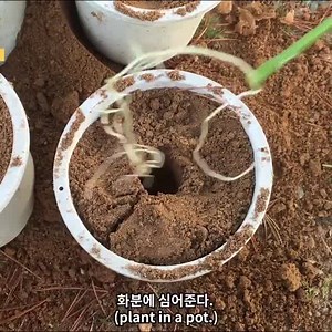 1.3M views · 5.2K reactions | How to grow melon and passionate fruit | 퐀퐝퐨퐫퐚퐛퐥퐞 퐆퐚퐫퐝퐞퐧 | Facebook