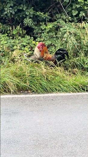 Two MASSIVE cocks 🤭