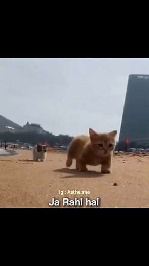 Hey bewafa ladki #Motudon #comedyreels #memes #baal #meme | Motu Don