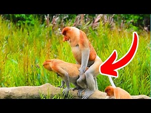 TOP 5 FUNNIEST ANIMAL MATING VIDEOS!😂