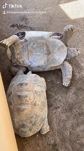 Turtles being bros, love to see that ! Like & follow the page for more videos ! | Blake's Exotic Animal Ranch