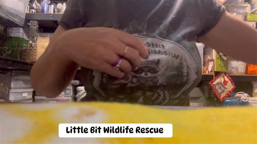 5.2K views · 700 reactions | Happy Mother’s Day! Tube feeding opossums | Little Bit Wildlife Rescue | Facebook