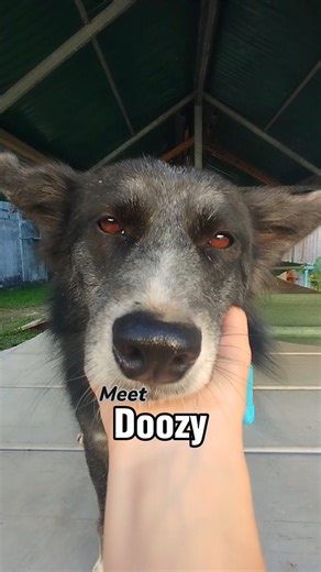 Meet Doozy – Your Future Companion Who Will Fill Your Home with Joy! 💛🐾 Imagine a life full of laughter, games, and endless energy – that’s what Doozy brings! She’s a happy, athletic girl who loves nothing more than running, playing, and sharing special moments with her humans. If you’re someone who enjoys an active lifestyle, Doozy will be the perfect fit, always ready for a game or a run around the yard. Doozy’s heart is as big as her energy, and she’ll shower you with love and loyalty. If y
