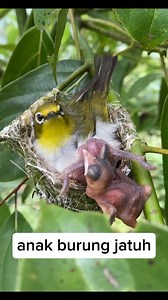 14K views · 24 reactions | Burung tanpa bulu jatuh #hewan #lucu #fyp | Pantspedia Boxer | Facebook