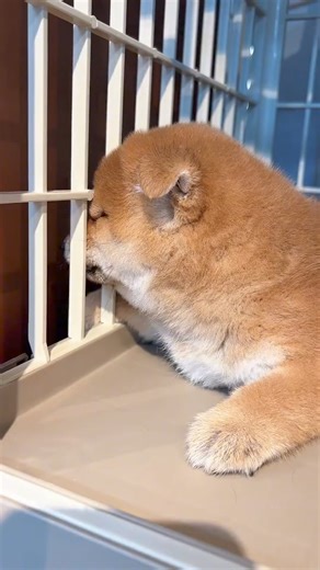 You're angry. 🤣 Cre: dzlozzio | Shiba Inu Overload