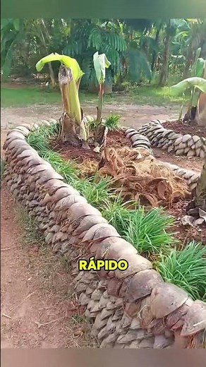 *A farmer's creative trick: Raised beds made from coconut shells*