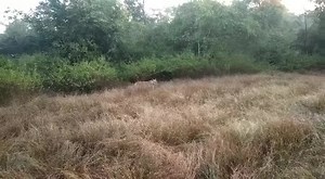 And the adventure continues.. Sighting in Pench National Park! #Pench #NationalPark #Jungle #Safari #Tiger #TigerStateofIndia #MadhyaPradesh | MPT Hotels and Resorts