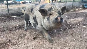 1K views · 90 reactions | This is Marge or “Large Marge” from the...