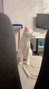 Animali Divertenti Video Clip #funnyanimals