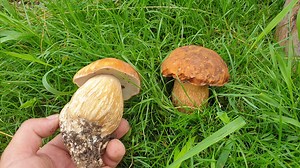 42K views · 1.1K reactions | Funghi Porcini | Funghi Porcini | Facebook