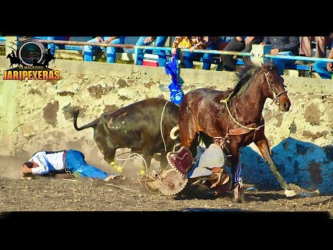 LOS TOROS VINIERON A HACER ESTRAGOS EN LA ESQUINA GTO