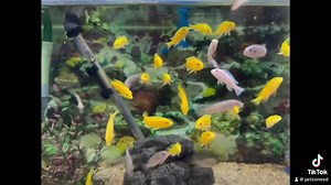 "Embrace the Vibrant Splendor of the Yellow Lab African Cichlid: A Sunshine Beauty in the Aquatic Kingdom! 🐠🌞💛 Introducing the Yellow Lab African Cichlid, scientifically known as Labidochromis caeruleus, a striking species that captivates aquarists with its radiant colors and lively demeanor. Originating from the rocky shores and sandy substrates of Lake Malawi in East Africa, this captivating cichlid brings a ray of sunshine to any freshwater aquarium. The Yellow Lab African Cichlid displays