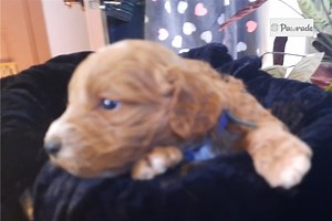 Jacob - Cockapoo Puppy 712EB9