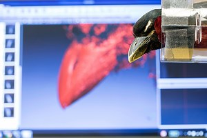 Why Do Birds Have Such Crazy Beaks?