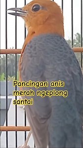 Pancingan anis merah plong