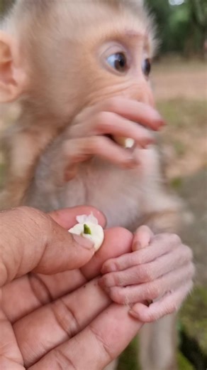 3.1K views · 73 reactions | Feeding lotus seed to baby Lumi #animal | Monkey Care | Facebook