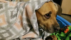 6.6K views · 963 reactions | Preggo girl Ariel looking forward to never being pregnant again! | Detroit Pit Crew Dog Rescue | Facebook