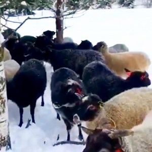 1.3K views · 83 reactions | It's hard work to keep sheep in winter but Aurora-tila are doing fabulous job! #sheep #farmanimals #animals #homestead #selfsufficiency #farming #livestock #winter | Welsh cottage by Zina | Facebook