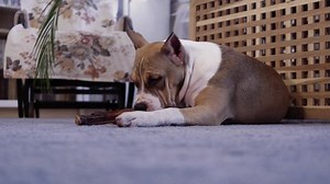 clip-1071555277-american-staffordshire-terrier-puppy-gnaws-bone-close-up