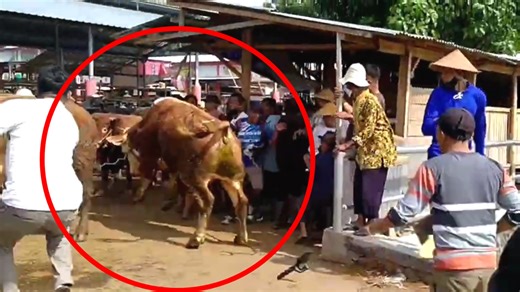 Sapi ngamuk kesetanan ngosak asik pasar | LEMBU AGENG SQUAD
