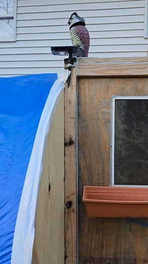 #thebohemiansasquatch #chickens #eggs #chicks #coop #HandmadeWithLove | The Bohemian Sasquatch