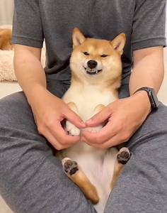 57K views · 2.5K reactions | He is smiling 藍 Cre: hanachan_1111 | Shiba Inu Overload | Facebook