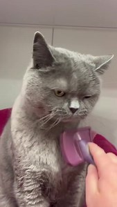 Today at the kitty day spa, I had a chubby cheek massage, followed by a therapeutic dry brushing treatment to help release toxins 🤩 Part 2 - Therapeutic dry brushing treatment. And yes…. I eventually forgave her for being a minute late for my appointment 😹 #rejuvenated #dayspa | Harry The Cat